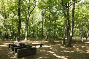 深大寺自然広場内通称カニ山キャンプ場の写真