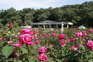 10 9 土曜日 10 30 土曜日 都立神代植物公園 秋バラ 早朝開園 調布観光ナビ 調布市観光協会公式サイト