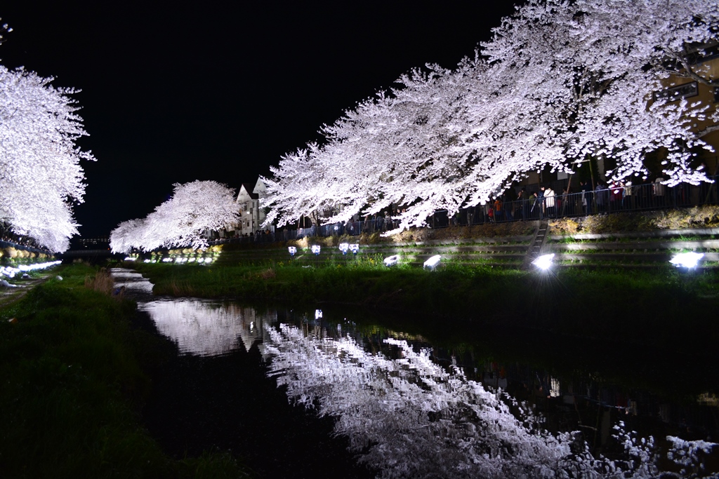 終了 野川の桜ライトアップ19は4月4日 木曜日 開催 調布観光ナビ 調布市観光協会公式サイト